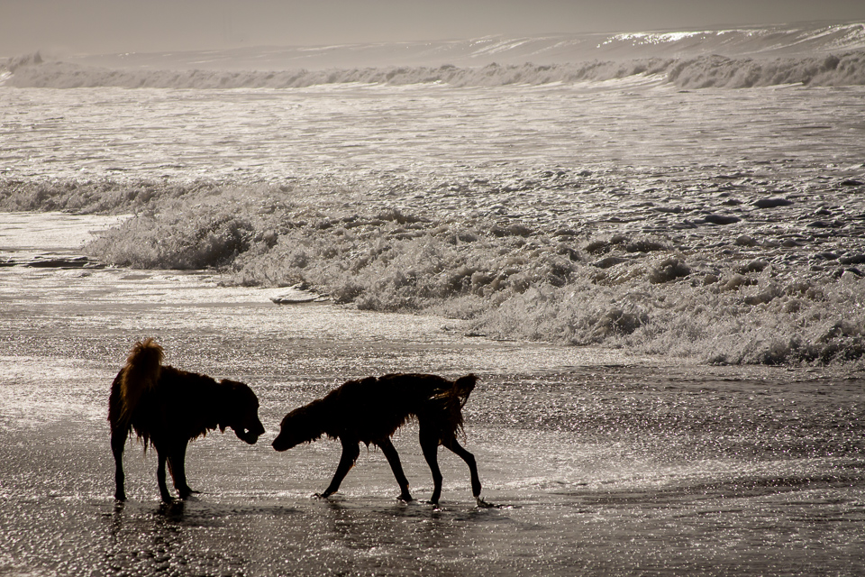 Murphy & Sandy at the beach.