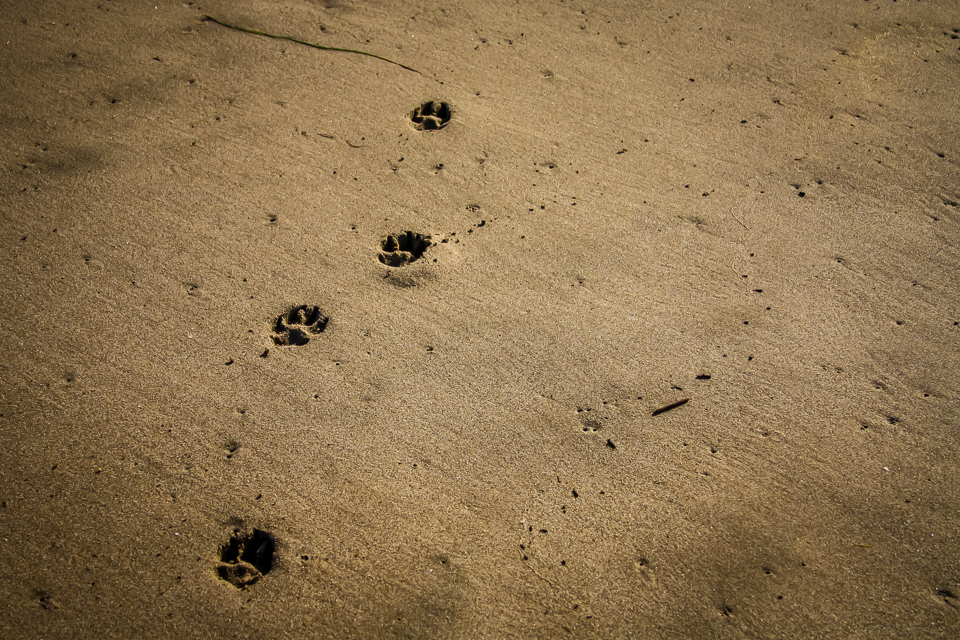 Pawprints in the sand.