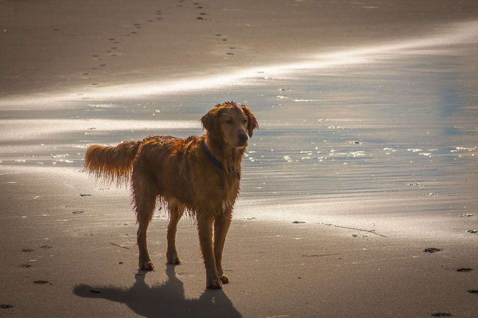 Murphy, a Golden Retriever, at the beach.