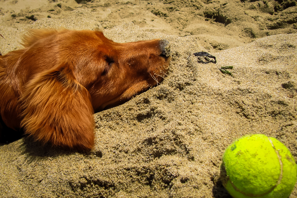Sandy, a Golden Retriever, at Rosie’s Dog Beach on Beach Day.