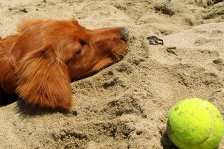 Sandy, a Golden Retriever, at Rosie’s Dog Beach.