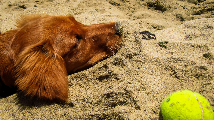 Sandy, a Golden Retriever, at Rosie’s Dog Beach.